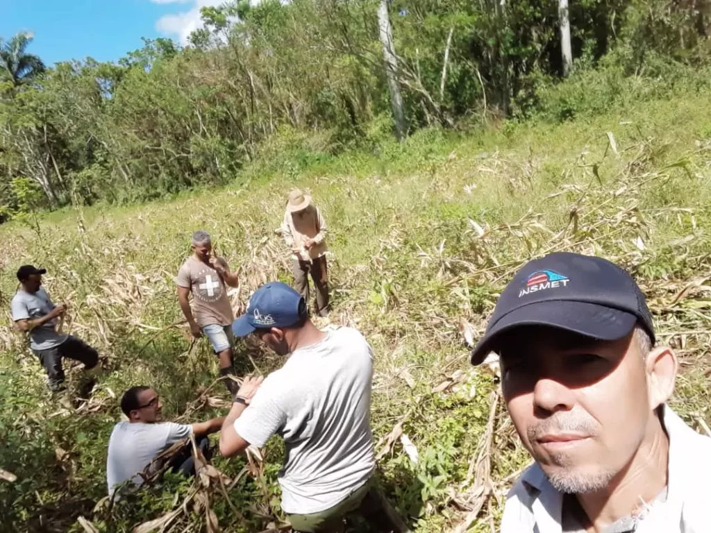 1. jovenes voluntarios recogen maiz emergencia alternativas guantanamo caritas cuba personas mayores servicios alimentacion