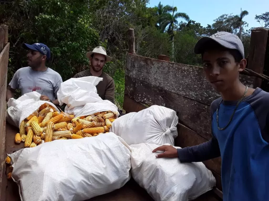 2. recogida maiz grano emergencia alternativas guantanamo caritas cuba voluntariado personas mayores servicios alimentacion