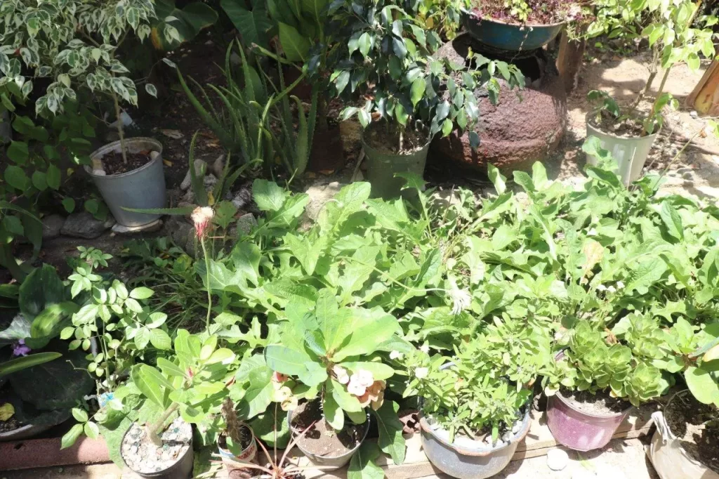 20200625141042 IMG 1210