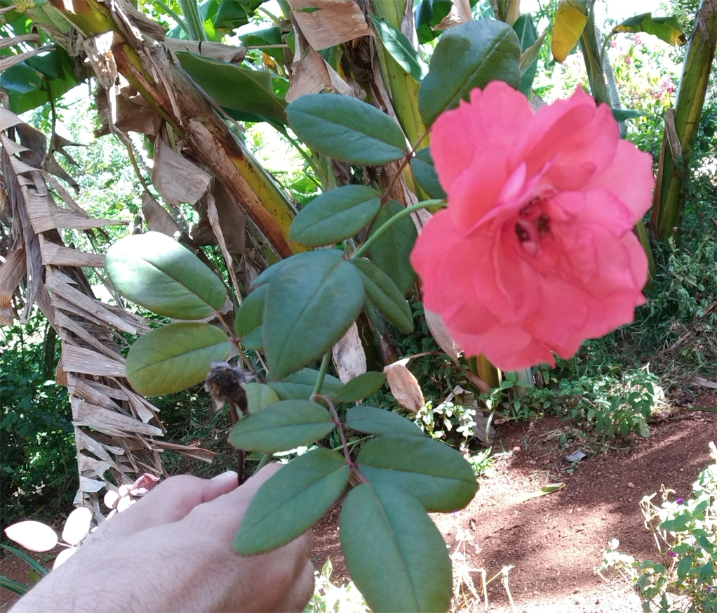 La alegría de dar 2 Las rosas de Mercedes y Antonio