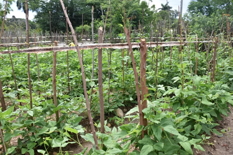 Sembrar esperanzas desde el cultivo de huertos familiares 6 Huertos en Cáritas Guantánamo-Baracoa
