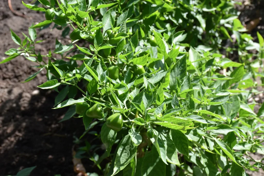 huerto Sta Maria 8 1