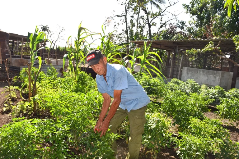 Huerto de Santa María: cosecha de ajíes